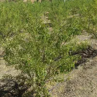 باغ ۲۰۰۰ متری در منطقه خوش آبوهوای سیوان|فروش دفتر صنعتی، کشاورزی، تجاری|مرند, |دیوار