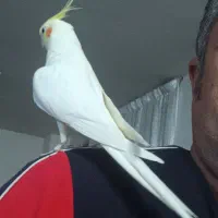 عروس هلندی دستی نر|پرنده|کازرون, |دیوار