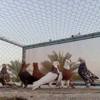 رنگی|پرنده|آبپخش, |دیوار