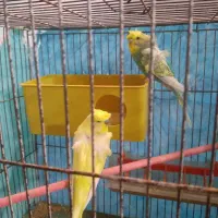 مرغ عشق پروانه ای|پرنده|نیمروز, |دیوار