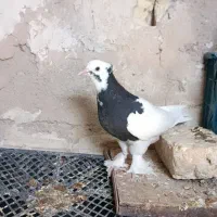 کفتر طوقی نر|پرنده|شیراز, سهل‌آباد|دیوار