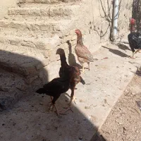 تعدادی مرغ وخورس لاری اصیل|حیوانات مزرعه|شوط, |دیوار