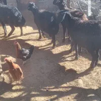 قوچ|حیوانات مزرعه|خورش رستم, |دیوار