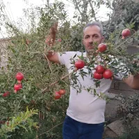 فروش ویژه نهال‌های مثمر و غیر مثمر|خدمات باغبانی و درختکاری|یزد, |دیوار