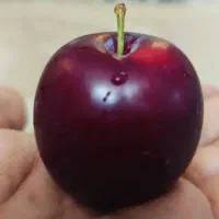 الوسیاه ارگانیک