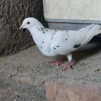 کبوتر|پرنده|ایرانشهر, |دیوار