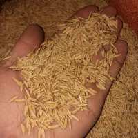 جو هاشمی
