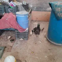 مرغ جوجه داروبوقلمون نر