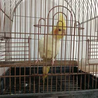 طوطی رام سخن گو|پرنده|محمدیه-قزوین, |دیوار