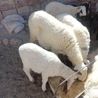 میش لطکی با بره نر