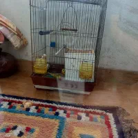 دوتا طوطی برزیلی نر و ماده|پرنده|رشت, کوی مهر|دیوار