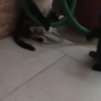 بچه گربه|گربه|یزد, |دیوار