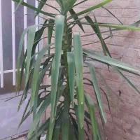 درخچه یوکا سالم وکاکسیونی|گل و گیاه طبیعی|نیشابور, شهرک فیروزه|دیوار