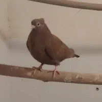 سرخ چش و نوک|پرنده|لنجان, |دیوار