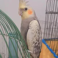 عروس هلندی نر