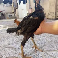 جوجه لاری نژاد دار