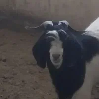 گوسفند و بز و دوبُر