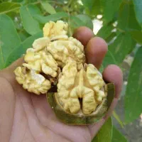 ادمین پیج اینستاگرام هستم نهالستان  فالور نهال