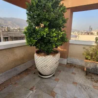 یاس هلندی گلدان. سفالی گل خاک درخت.