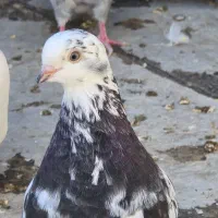 کبوتر دمبی|پرنده|میانه, |دیوار