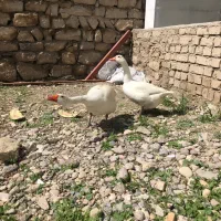 یک جفت غاز نگهبان