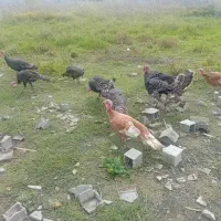 بوقلمون نر وماده بور بور و انگلیسی|حیوانات مزرعه|دابودشت, |دیوار