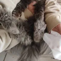 گربه پرشین فوری