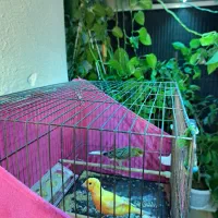 قناری نروماده|پرنده|پاکدشت, پاکدشت (مامازند)|دیوار