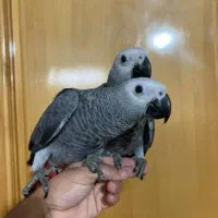 جوجه کاسکو سرلاکی و تازه دانه خور