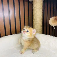 گربه بریتش گلد