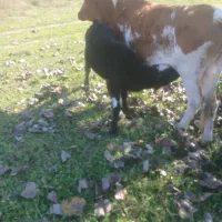 گاوباگوساله نر