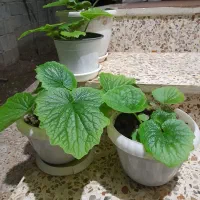 گل سنیری یا سینره|گل و گیاه طبیعی|تالش, طولارود|دیوار