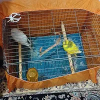 پرنده مرغ عشق