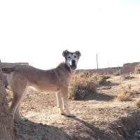 سگ نر و ماده|سگ|اسفراین, |دیوار