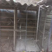 گنجه کفتر|لوازم جانبی حیوانات|تهران, قیام|دیوار