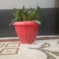 گل سانسوریا پاکوتاه