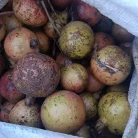 انار ترش زاغمرز|خوردنی و آشامیدنی|بهشهر, |دیوار