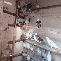 کبوتربلندپرواز