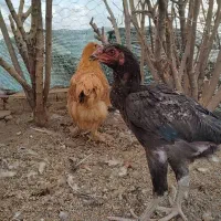 لاری ۳ماه و برهما 3ماهه