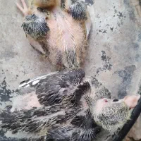 کفتر جوجه پلنگ