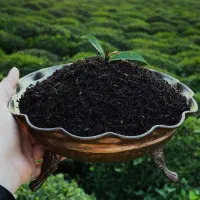 انواع چای درجه یک لاهیجان