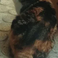 گربه ماده گمشده