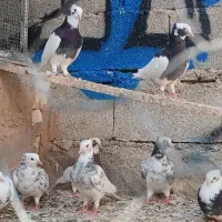کفتر