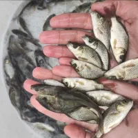 ماهی کپور و آمور