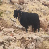 دو نربز کردی اصل وجوان|حیوانات مزرعه|سرپل ذهاب, |دیوار