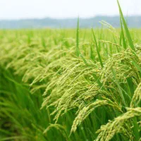 فروش زمین زراعی برنج