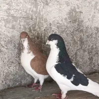 چپ نر خوشرنگ آهویی ماده