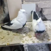 دمی خطی لون