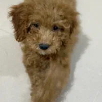 پودل نر|سگ|مشهد, کوثر|دیوار