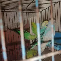 مرغ عشق مولد با جوجه